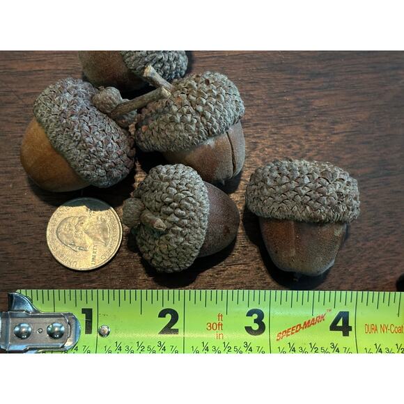 100 Jumbo White Oak Acorn Caps 3/4" - 1 1/4" Natural Untreated Crafting Fall - Picture 10 of 10